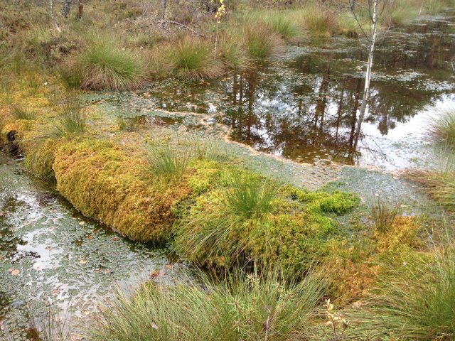 Sphagnum mosses have overgrown the wooden dam making it invisible. Photo: I.Ķuze.