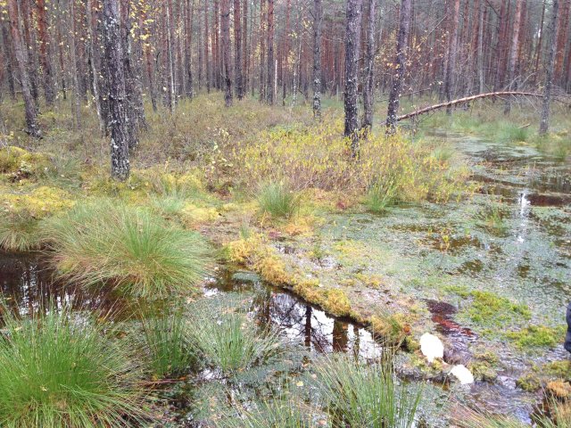 With the help of dams species characteristic to raised bogs start to occupy former drainage ditches. Photo: I.Ķuze.
