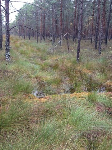 With the help of dams conditions characteristic to raised bogs are restored in the former drainage ditches. Photo: I.Ķuze.