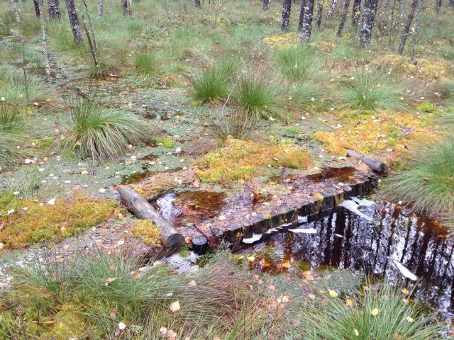 Wood dam helps to retain the water in the bog. Photo: I.Ķuze.