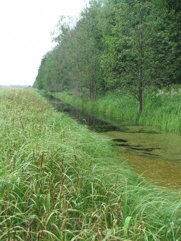 The littoral zone of the river is low in the plant species diversity. Common Club-rushes Scirpus lacustris, reeds Phragmites australis and sedges Carex sp. are found here. Photo: L.Urtāne.