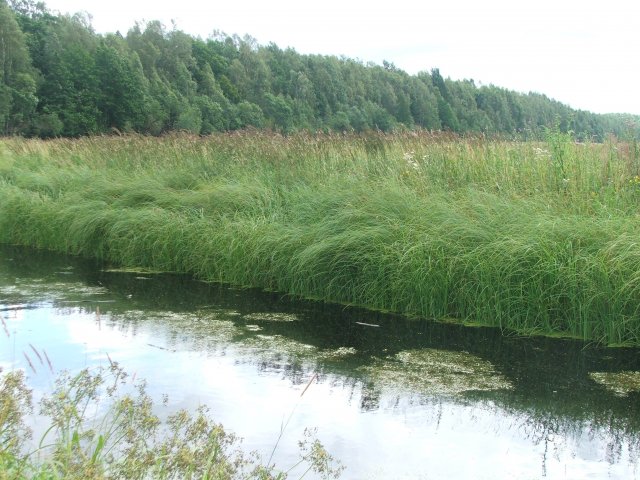 River Skudrupīte has a trapezoidal bed profile similar to that of drainage ditches. Therefore the littoral part of the river has no shallow water zone and it is not suitable for development of water plants. Photo: L.Urtāne.