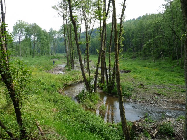 Atjaunots Mohne upes palienes posms. Foto: K.Lapiņš.