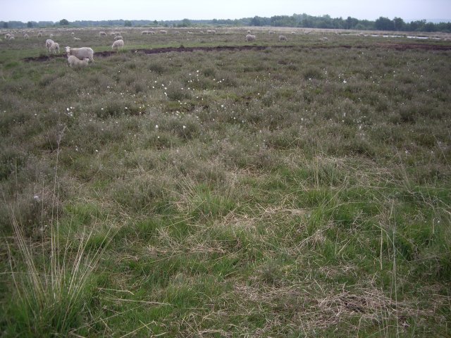 Sheep of the local farmer are involved in the management of the restored raised bog area in Grosses Torfmoor.
